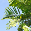 Foxtail Palm Tree