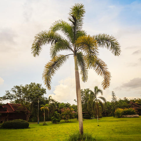 Foxtail Palm Tree