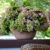 Proven Winners® Fairytrail Fresco™ Cascade Hydrangea