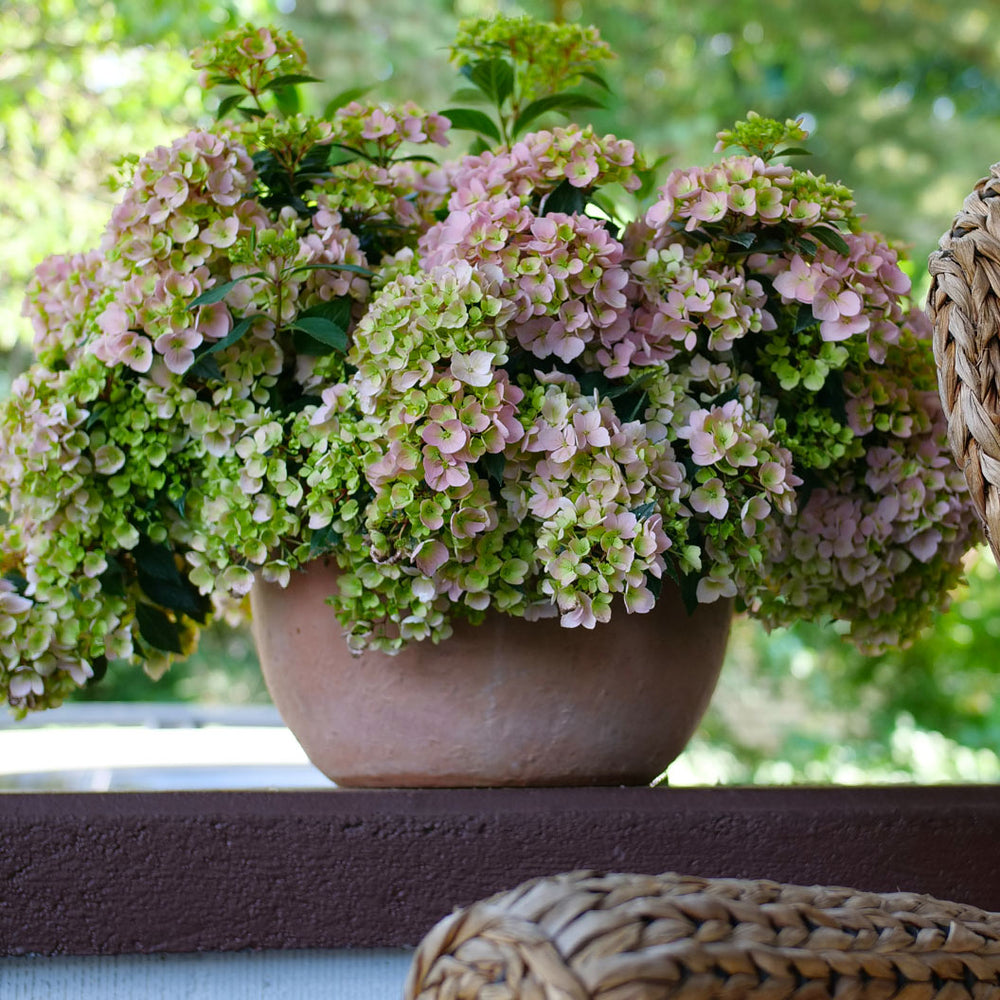 Fairytrail Fresco™ Cascade Hydrangea