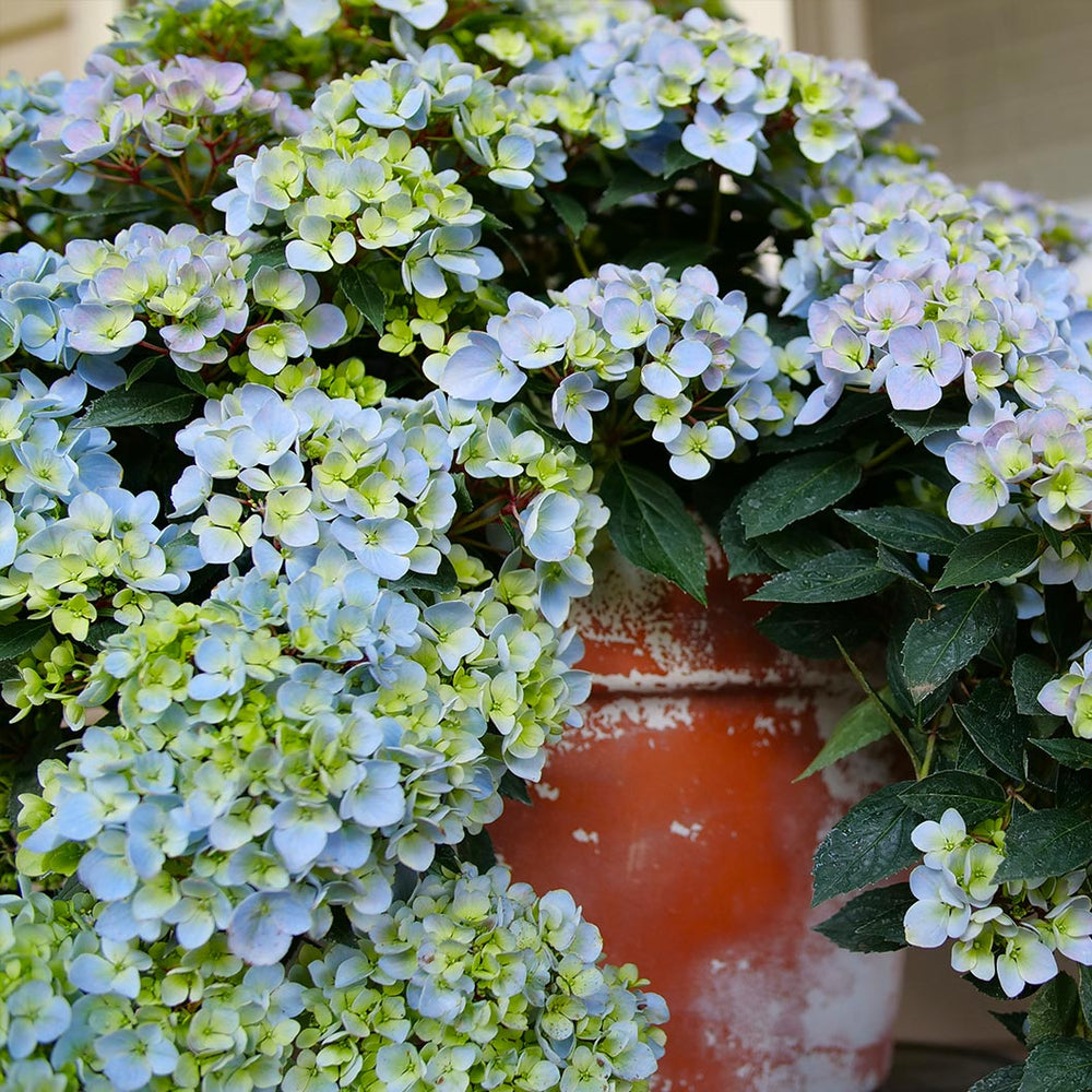 Fairytrail Fresco™ Cascade Hydrangea