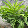 Dwarf Cardamom - USDA Organic