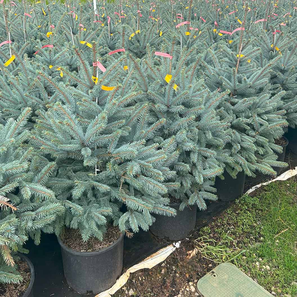 Fat Albert Colorado Blue Spruce Tree