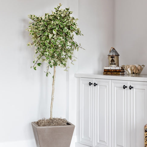 Variegated Ficus Triangularis Tree