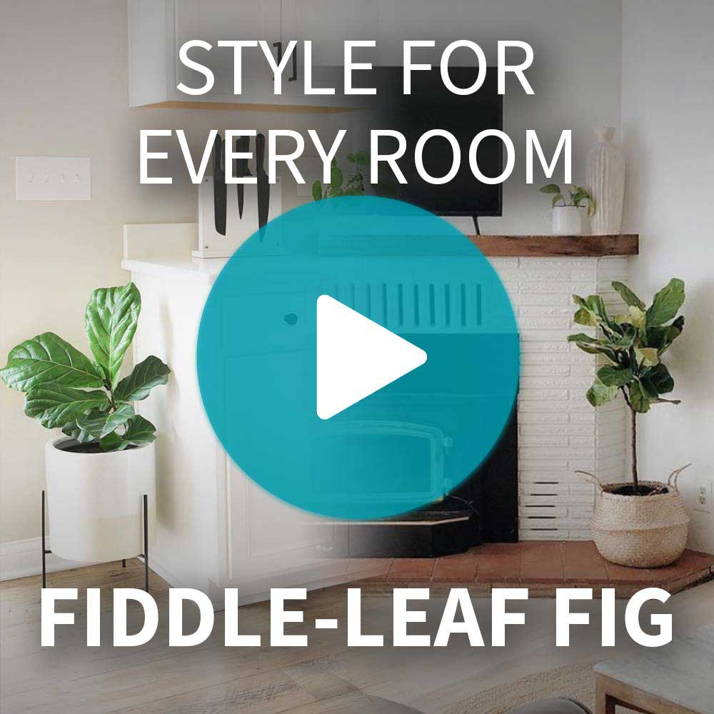 Fiddle-Leaf Fig Tree