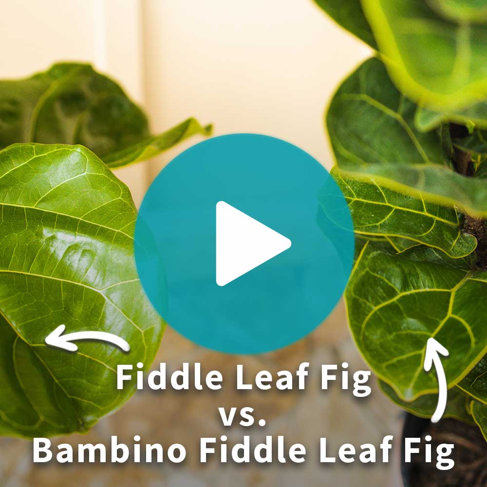 Bambino Fiddle Leaf Fig