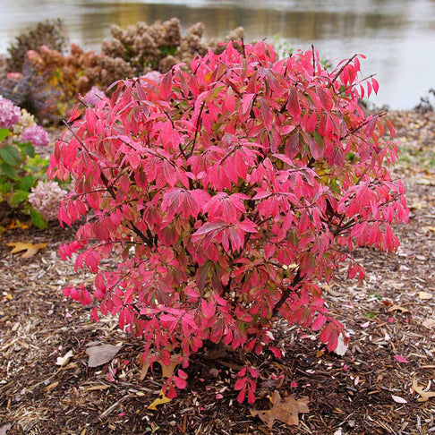 Proven Winners® Fire Ball Seedless™ Burning Bush