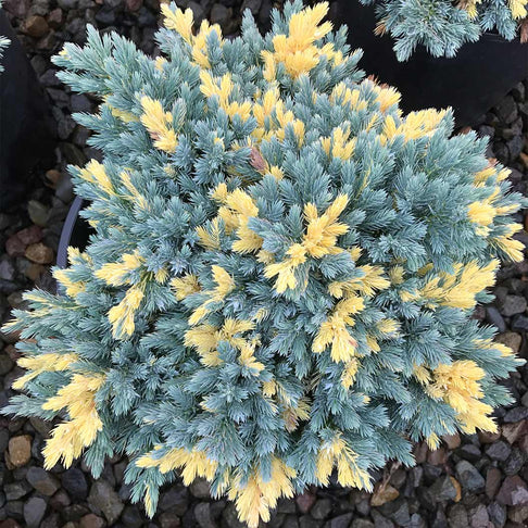 Floriant Flaky Juniper Shrub