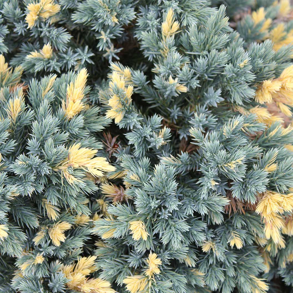 Floriant Flaky Juniper Shrub