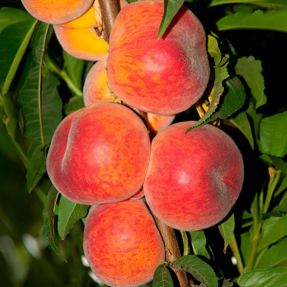 Florida Prince Peach Tree