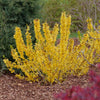 Proven Winners® Show Off Sugar Baby Forsythia Shrub