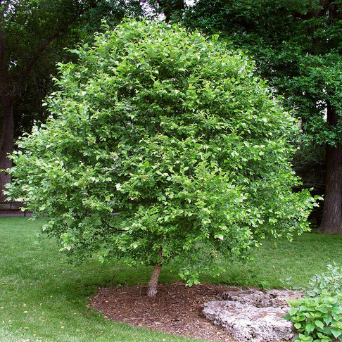 Fox Valley® River Birch Tree
