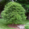 Fox Valley® River Birch Tree