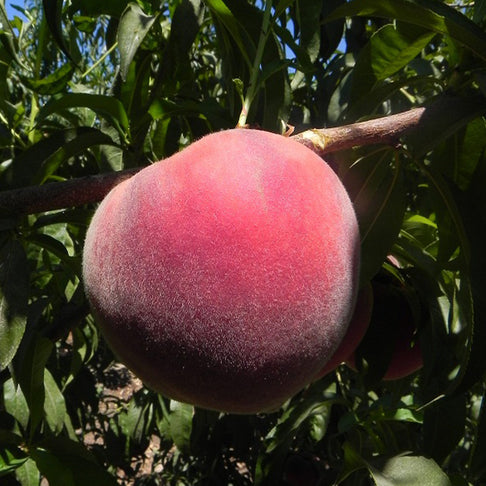 Fruit Snacks® Sweet Sensation™ Dwarf Peach Tree