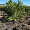 Fruit Snacks® Sweet Sensation™ Dwarf Peach Tree