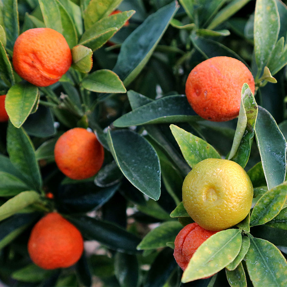 Fukushu Kumquat Tree