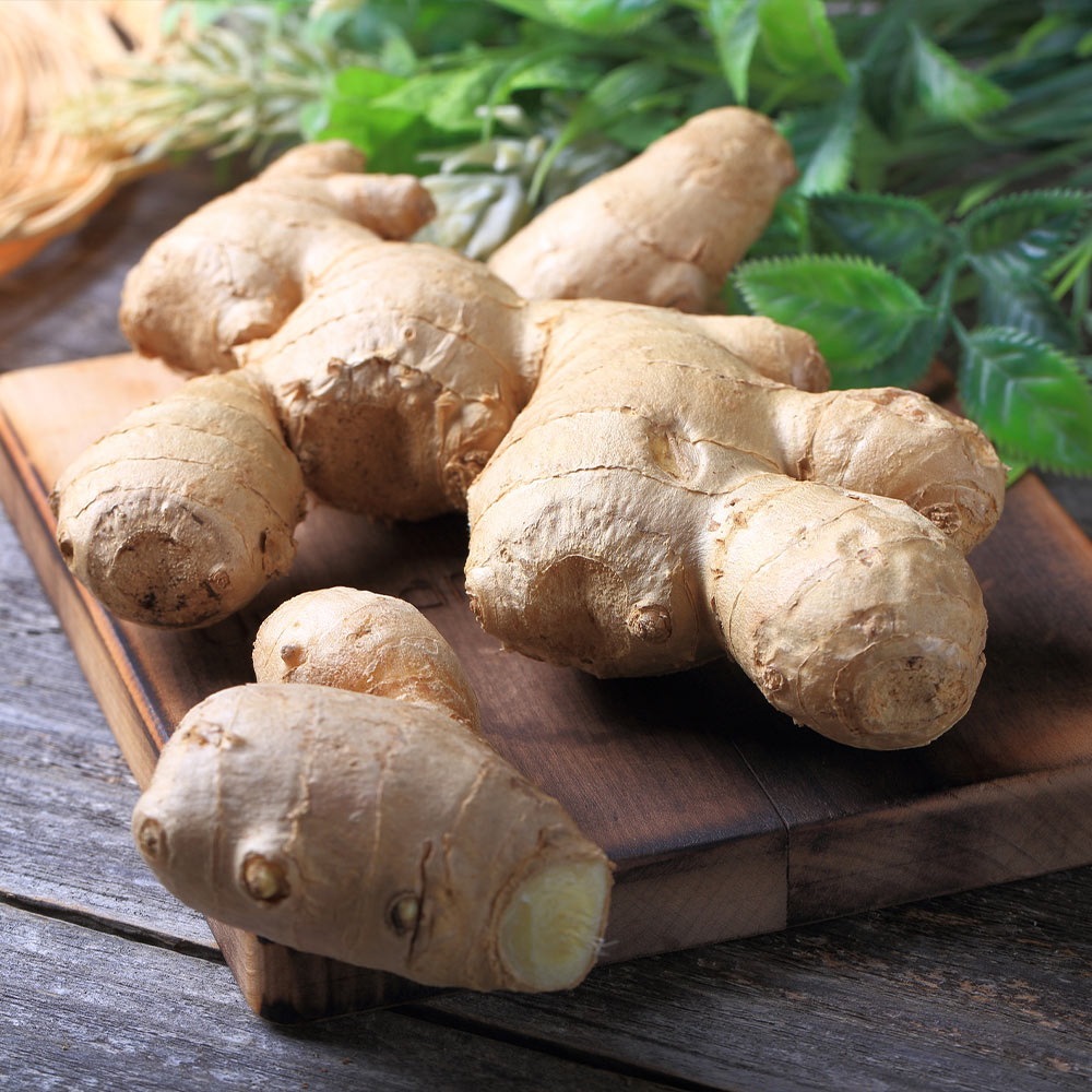 Ginger Plant - USDA Organic