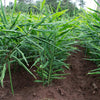 Ginger Plant - USDA Organic