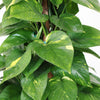 Golden Pothos Totem