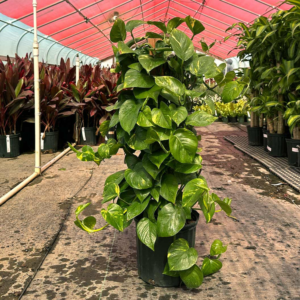 Golden Pothos Totem