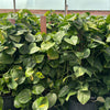 Golden Pothos Totem