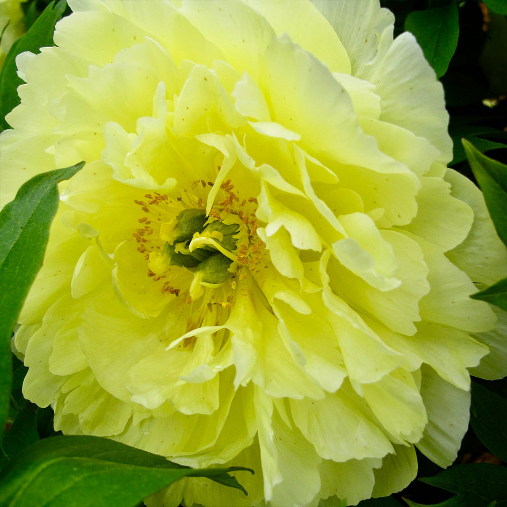 Garden Candy® Amy Jo Itoh Peony Plant