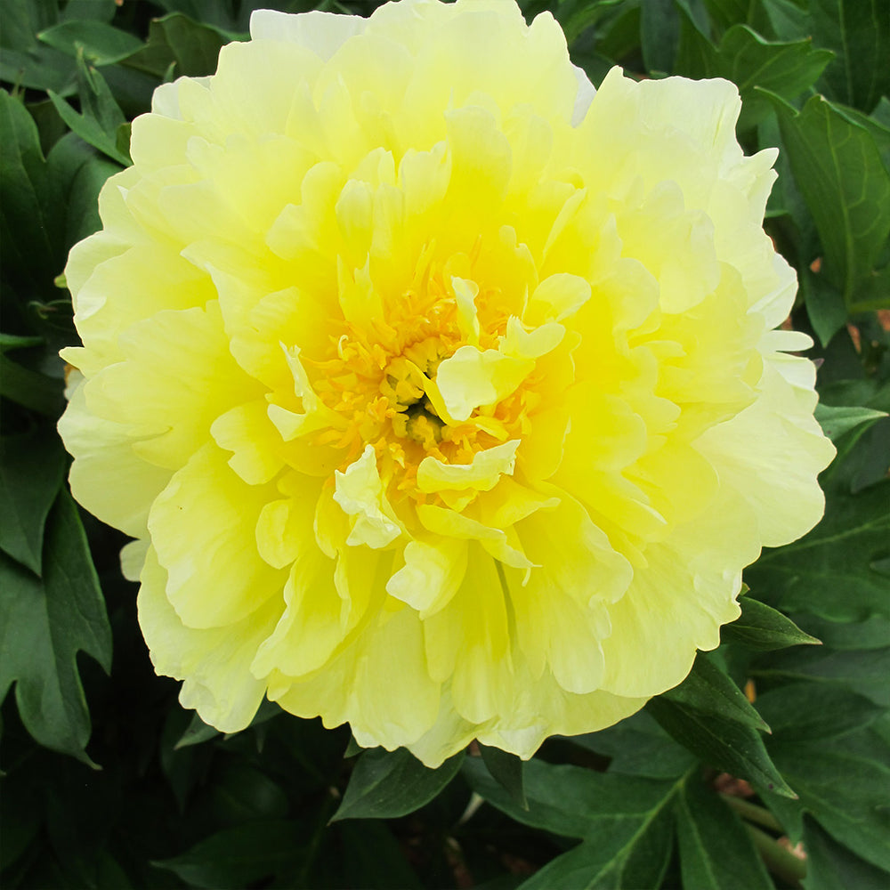 Garden Candy® Amy Jo Itoh Peony Plant