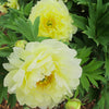 Garden Candy® Amy Jo Itoh Peony Plant