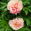 Garden Candy® Double Bubble Pink™ Itoh Peony Plant