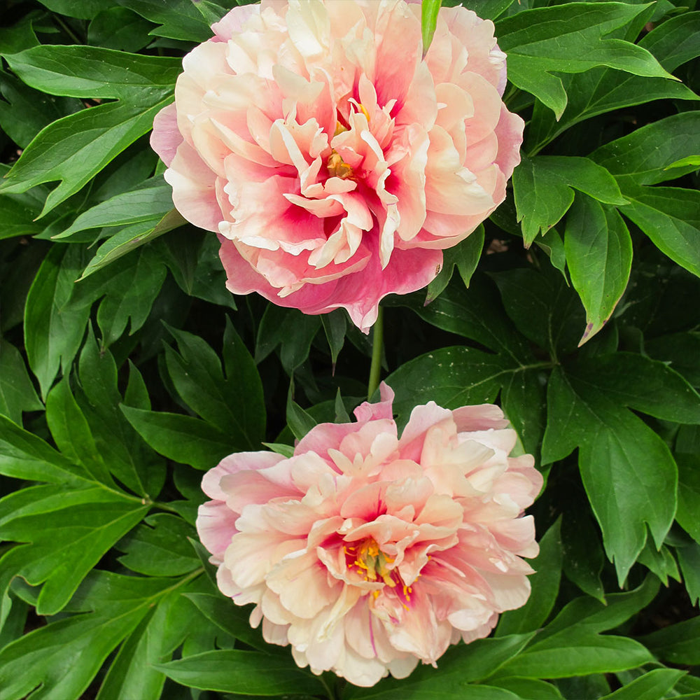 Garden Candy® Double Bubble Pink™ Itoh Peony Plant