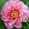 Garden Candy® Double Bubble Pink™ Itoh Peony Plant