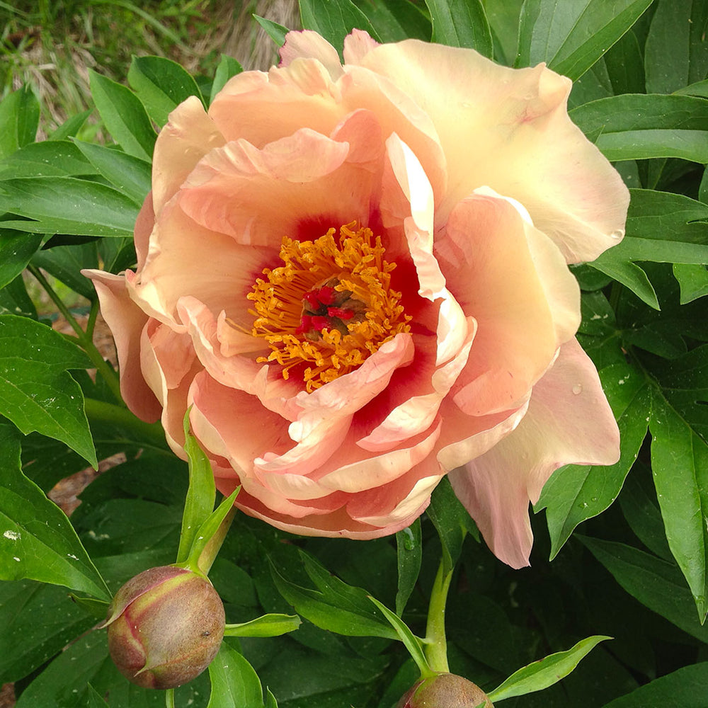 Garden Candy® Peach A Licious™ Itoh Peony Plant