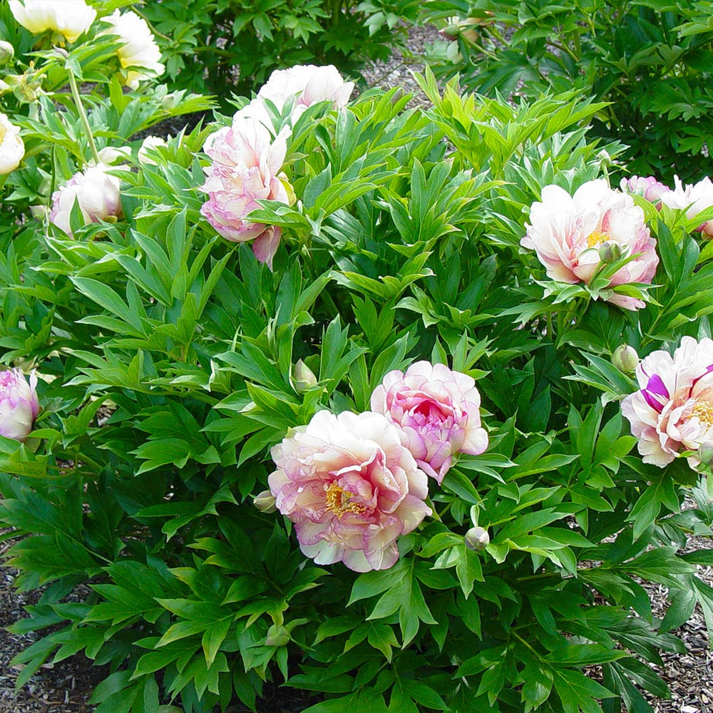 Garden Candy® Simply Scrumptious™ Itoh Peony Plant
