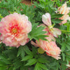 Garden Candy® Simply Scrumptious™ Itoh Peony Plant