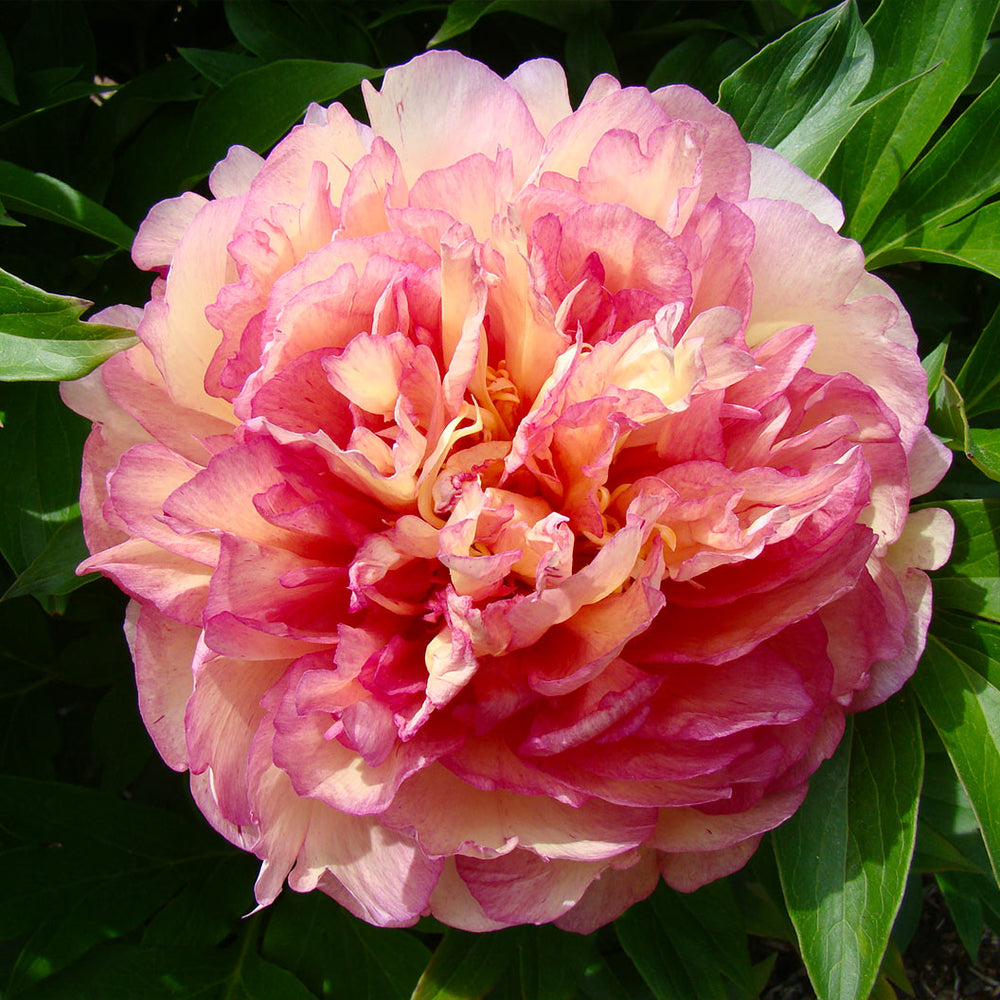 Garden Candy® Simply Scrumptious™ Itoh Peony Plant