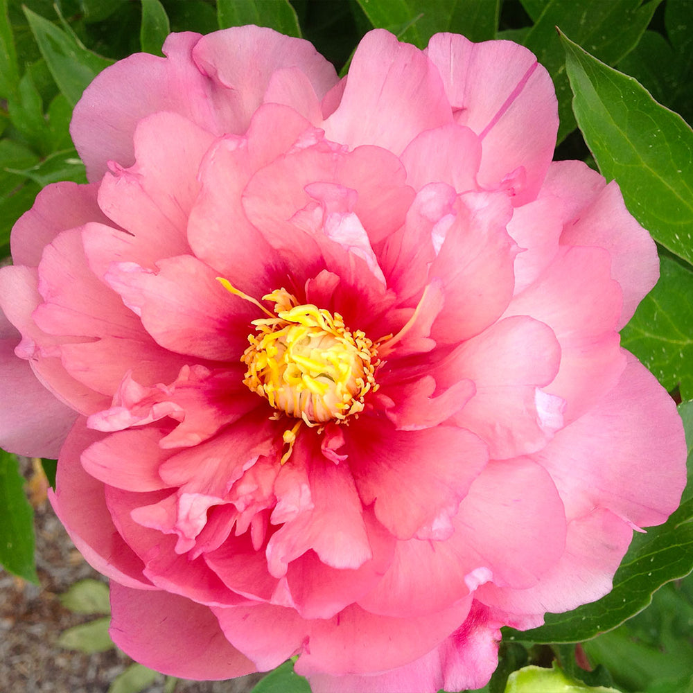 Garden Candy® Strawberry Swirl™ Itoh Peony Plant