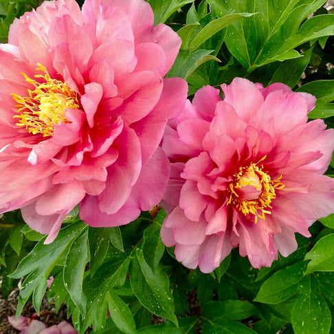 Garden Candy® Strawberry Swirl™ Itoh Peony Plant