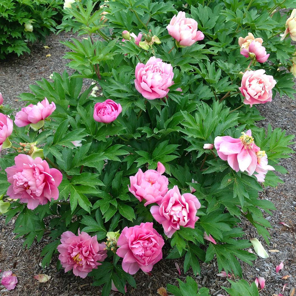 Garden Candy® Strawberry Swirl™ Itoh Peony Plant