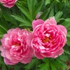 Garden Candy® Strawberry Swirl™ Itoh Peony Plant