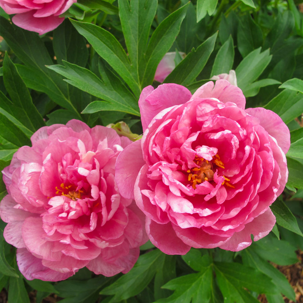Garden Candy® Strawberry Swirl™ Itoh Peony Plant