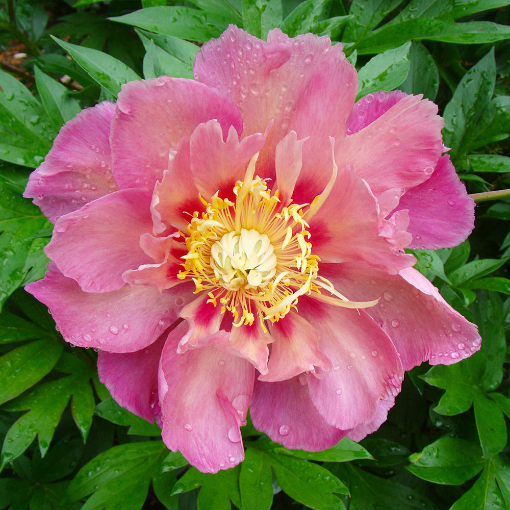Garden Candy® Sweet Treat™ Itoh Peony Plant