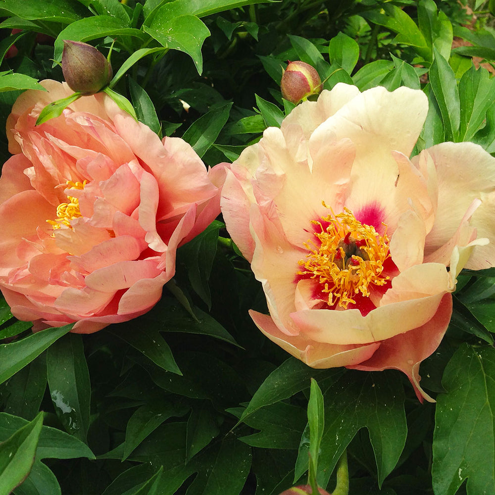 Garden Candy® Summer Sunset™ Itoh Peony Plant