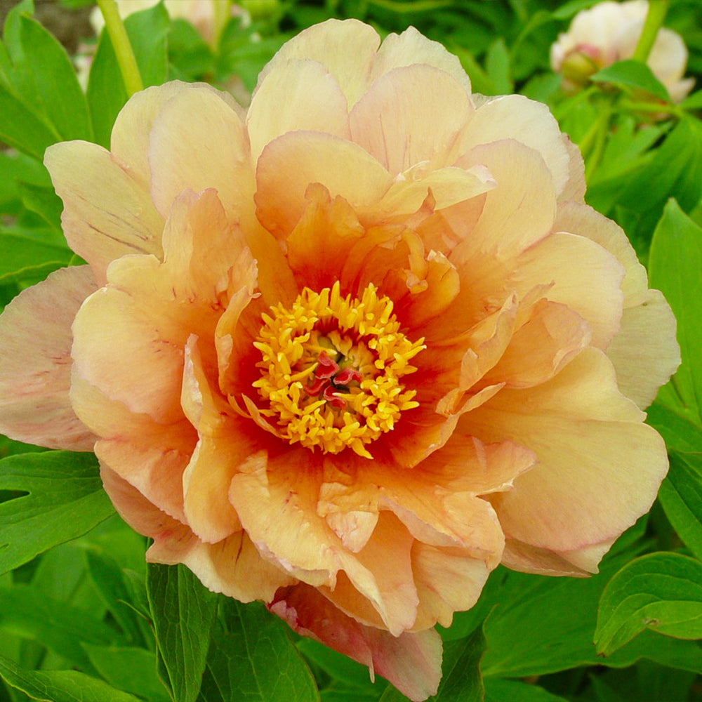 Garden Candy® Summer Sunset™ Itoh Peony Plant