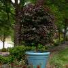 Garden Gems® Amethyst Redbud Tree