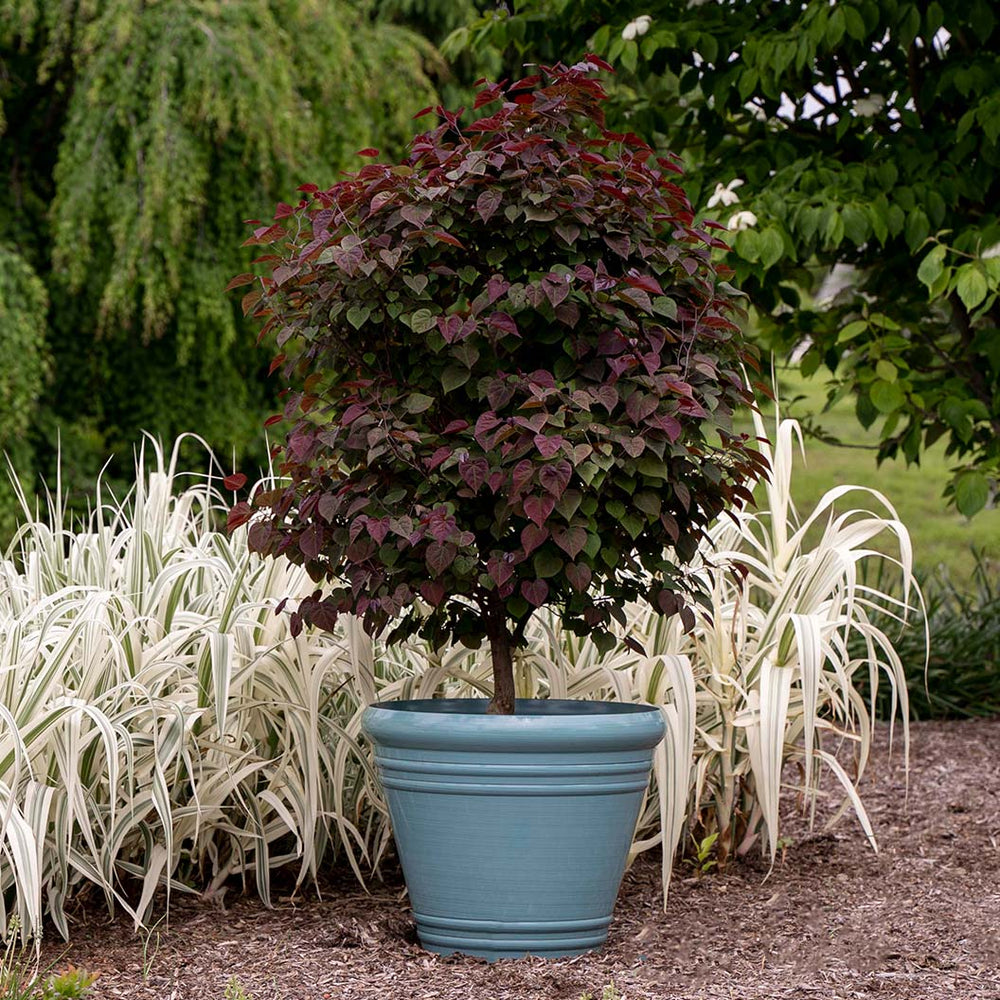 Garden Gems® Amethyst Redbud Tree