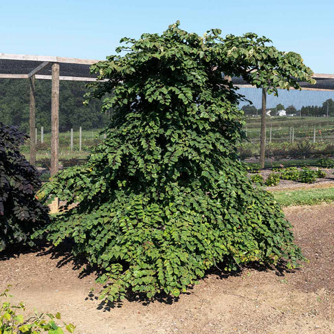 Garden Gems Emerald Falls Redbud Tree