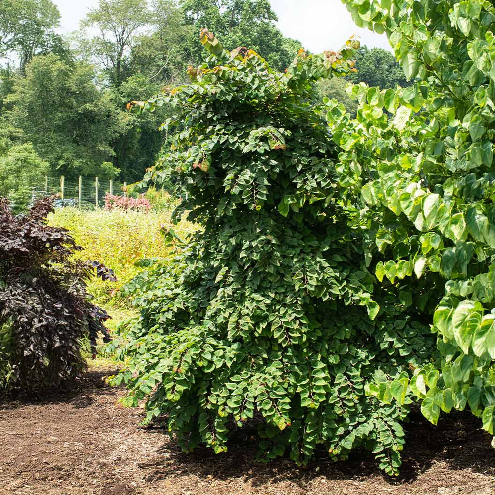 Garden Gems Emerald Falls Redbud Tree