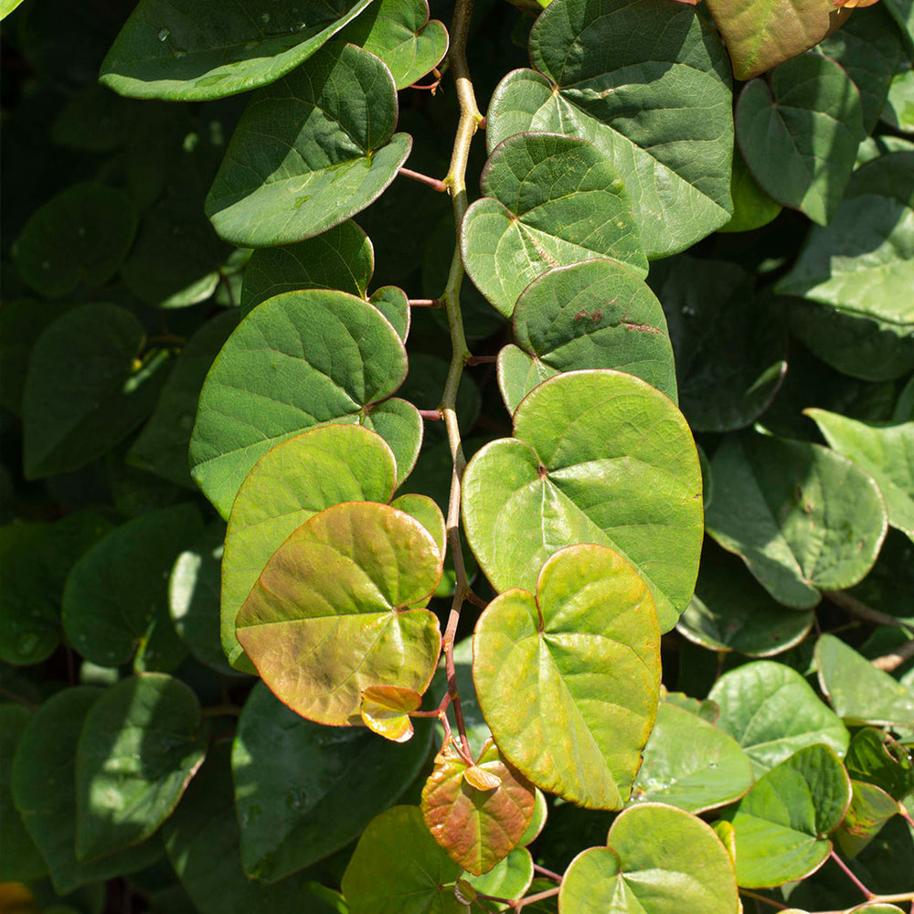 Garden Gems Emerald Falls Redbud Tree