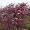 Garden Gems Emerald Falls Redbud Tree