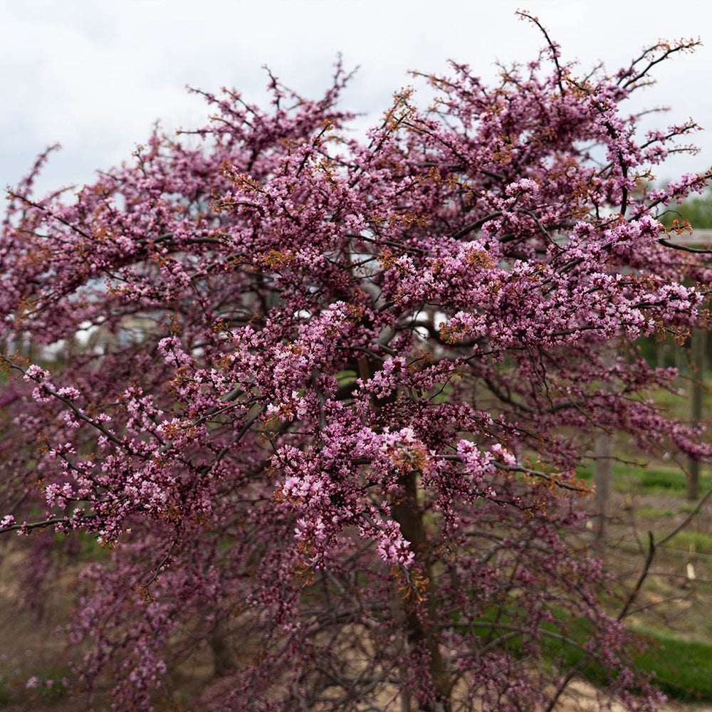 Garden Gems Emerald Falls Redbud Tree